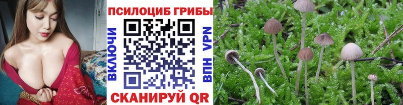 Псилоцибиновые грибы Cubensis  кракен tor  Курганинск 