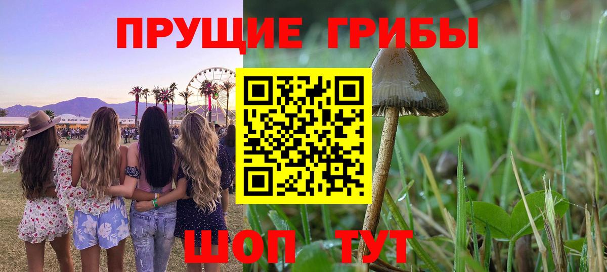 Псилоцибиновые грибы Psilocybine cubensis Курганинск